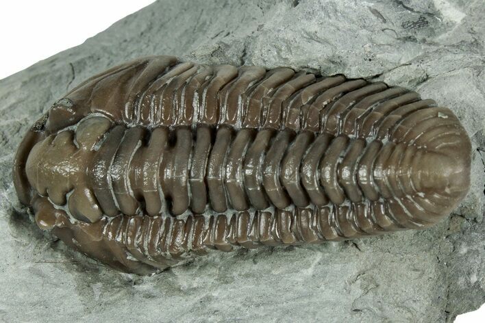 Prone Flexicalymene Trilobite - Mt Orab, Ohio #358149